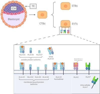 Advances in the study of HLA class Ib in maternal-fetal immune tolerance